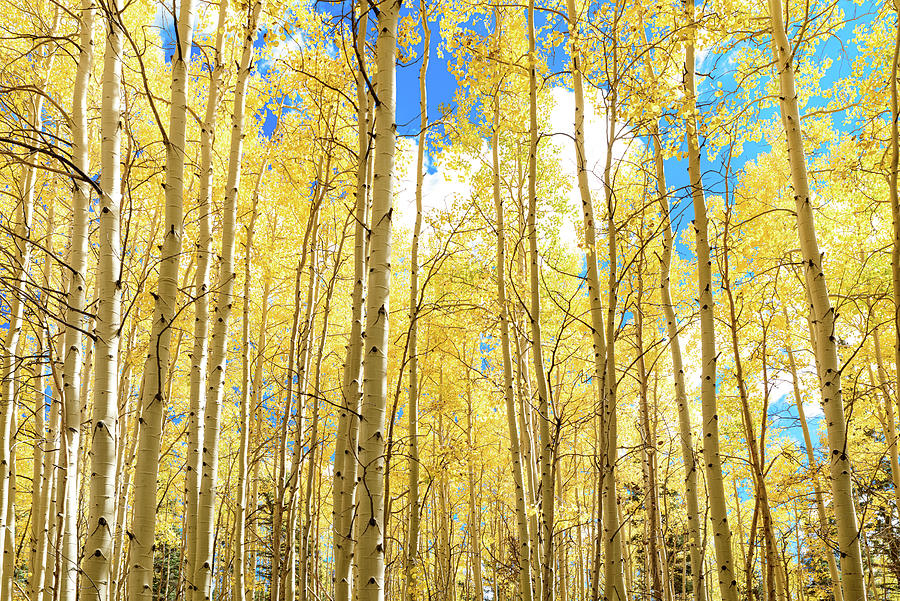 Yellow Nature Photograph by Matt Halvorson
