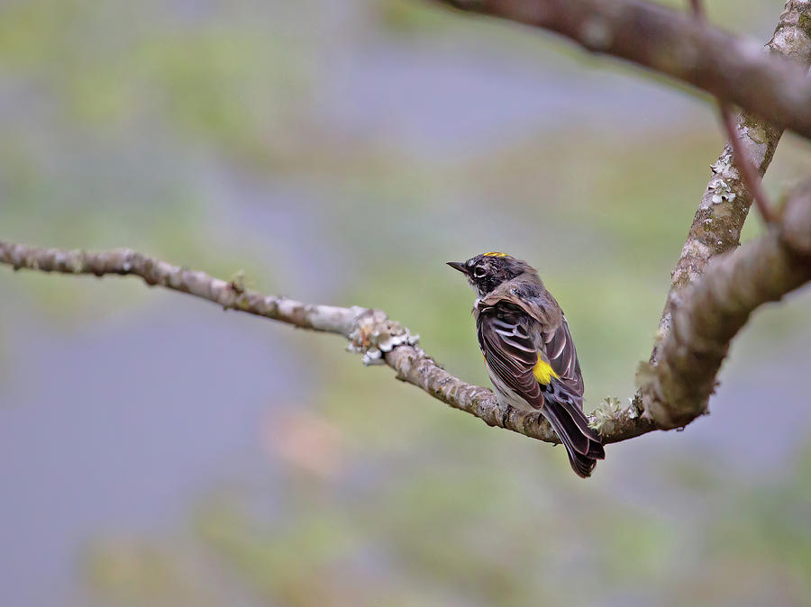 Yellow-Rumped Warbler Photograph by Gina Fitzhugh