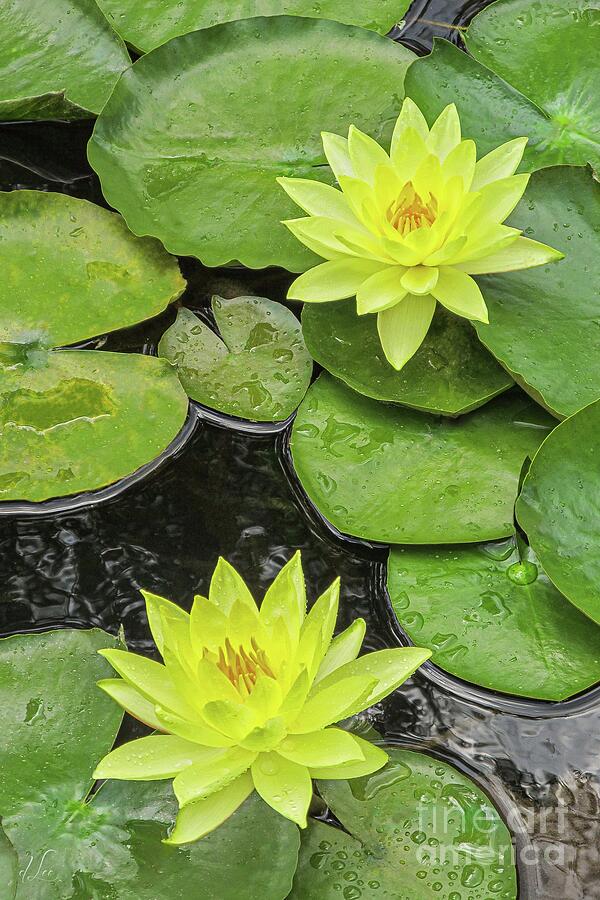 Yellow Water Lillies Photograph by D Lee