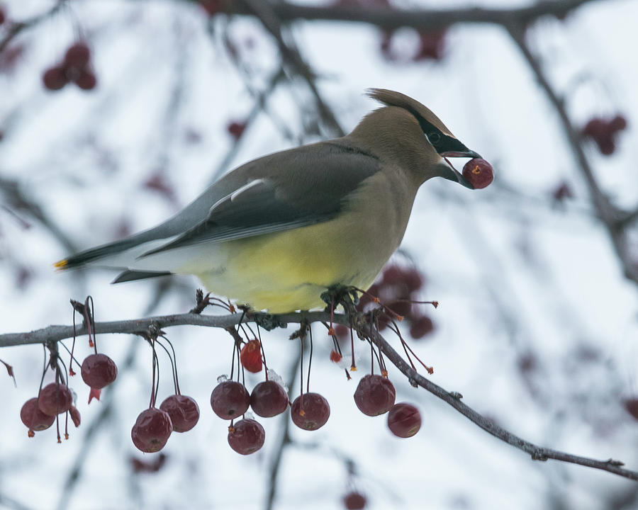 Yellowbelly Waxwing Photograph by Robert Allen Hill
