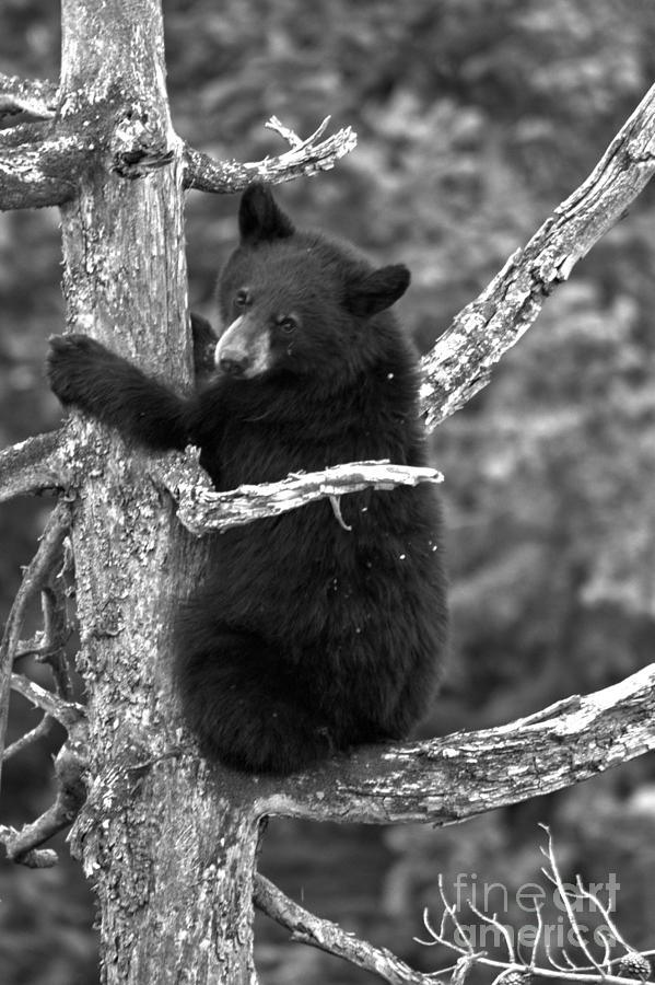 Yellowstone Bear Tree Hugger Black And White Photograph by Adam Jewell
