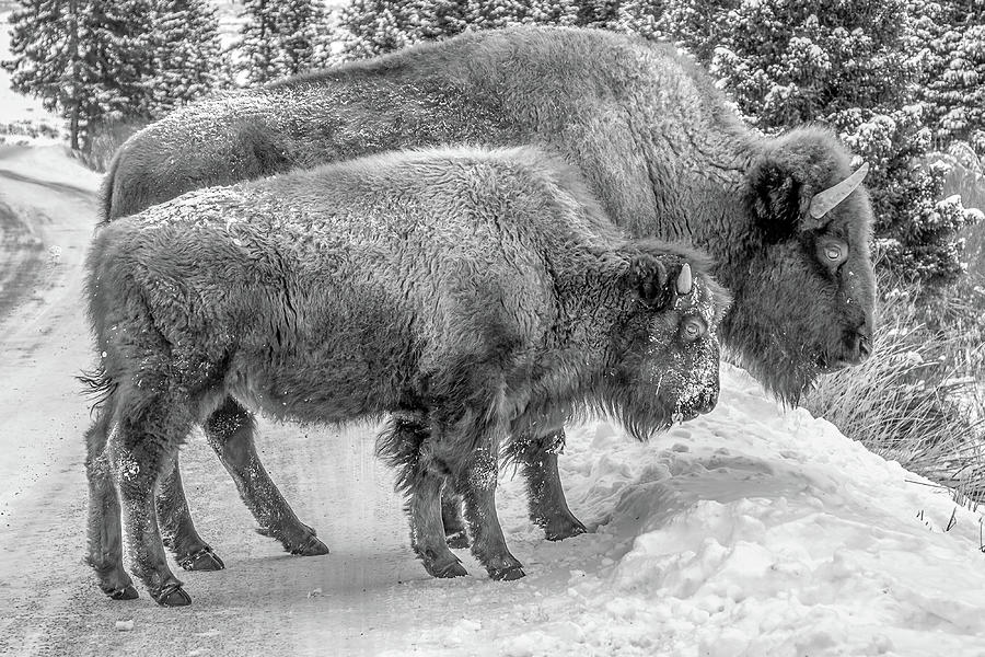 Yellowstone Bison in Winter Photograph by Michael DeGrenier