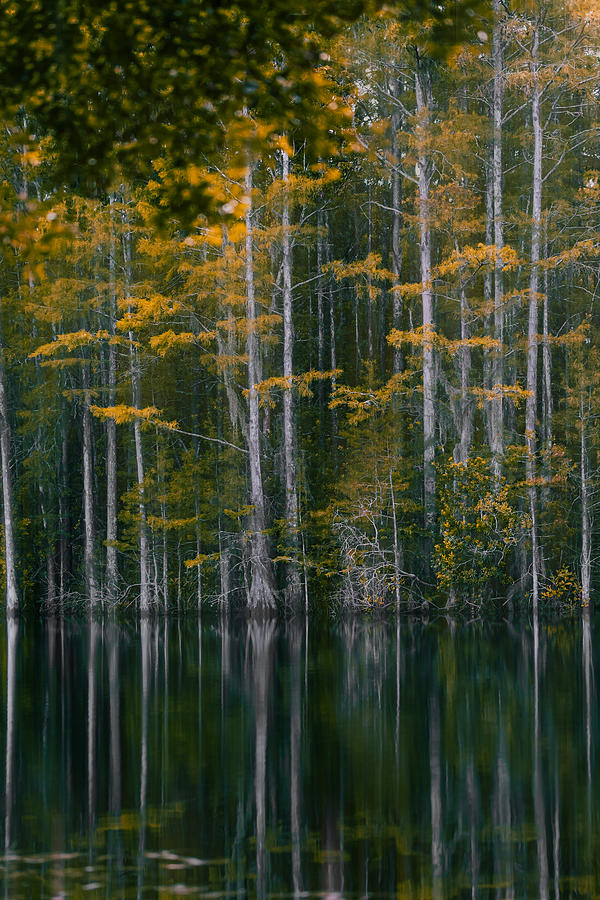 Yellowwood Photograph by Shannon Williams