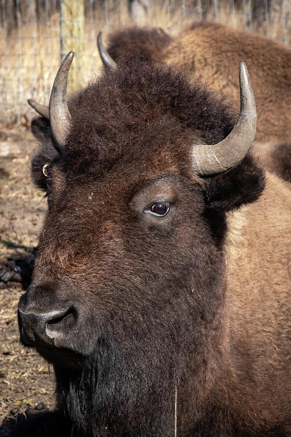Young Buffalo_4 Photograph by Linda Triplett