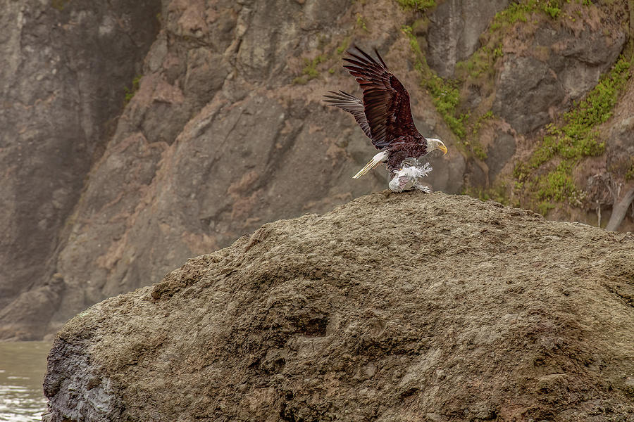 Young Eagle with Seafood Photograph by Michael DeGrenier