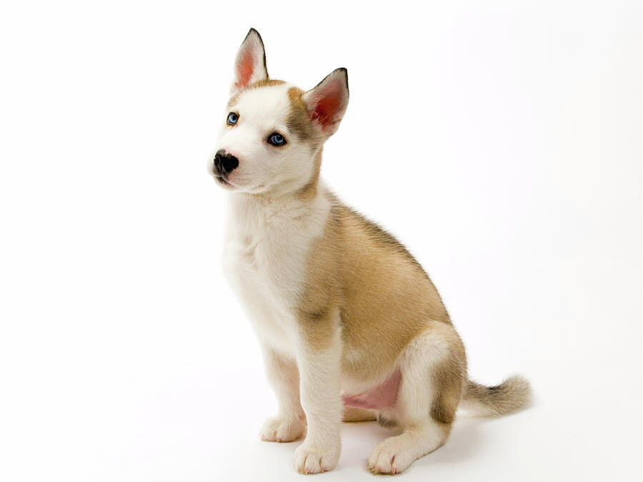 Adorable Husky Puppy with Blue Eyes Photograph - Young male Husky puppy dog on plain background by Seeables Visual Arts