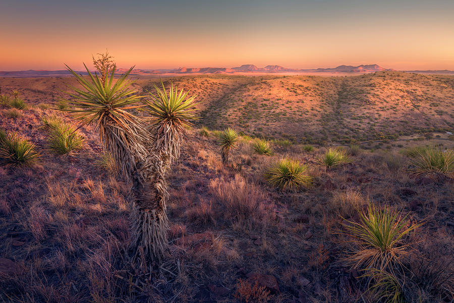Yucca Island Photograph by Slow Fuse Photography