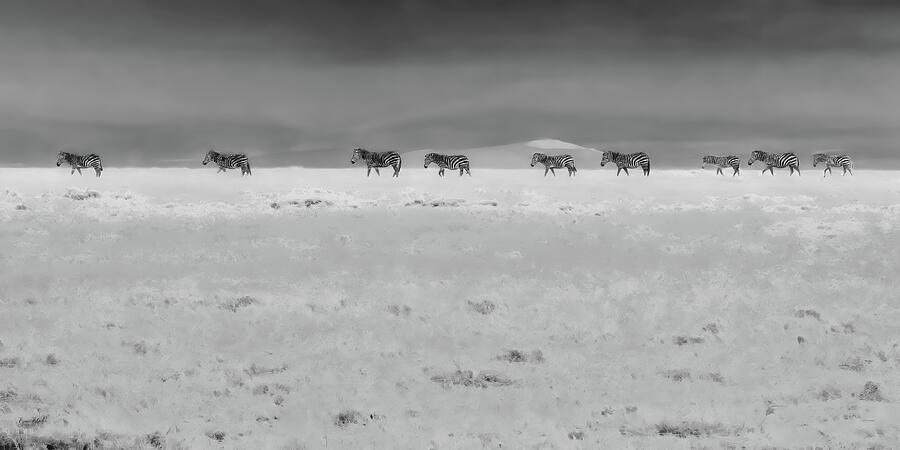 Zebra Herd in Black and White Digital Art - Zebra Herd in Black and White by Bruce Block
