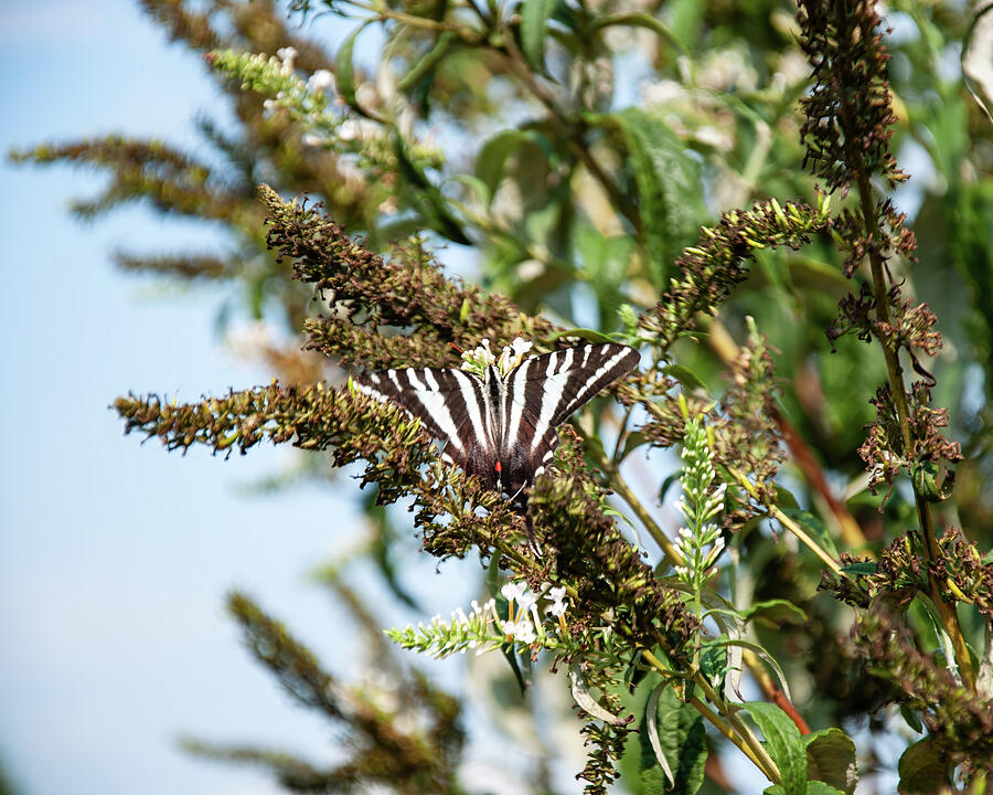 Zebra Swallowtail on a bush Photograph by Flees Photos