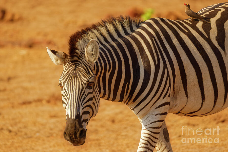 Zebra with Bird on Its Back Photograph - Zebra with Bird on Its Back by Natural Focal Point Photography