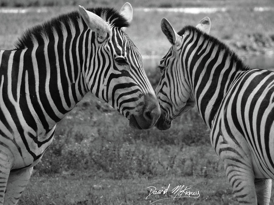 Zebras Photograph by David McKinney