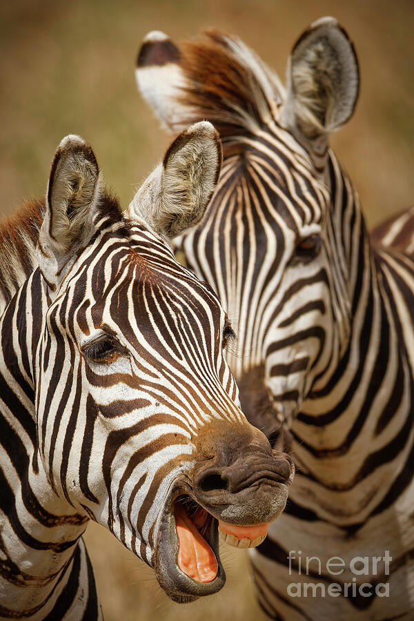 Zebras Displaying Striking Stripes Photograph - Zebras Smile or Yawn by Natural Focal Point Photography