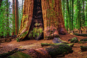 Ancient General Sherman Tree in Sequoia National Park #1 Photograph by Miroslav Liska
