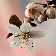 Announcing Spring #1 Photograph by Mary Jo Allen