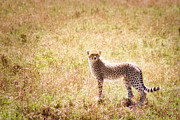 Cheetha Cub #1 Photograph by Bruce Block