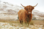 Highland Cow #1 Photograph by Grant Glendinning