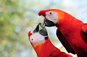 Macaws #1 Photograph by Steven Sparks