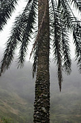 Palm, Koolau Trail, Oahu #1 Photograph by Kenneth Campbell