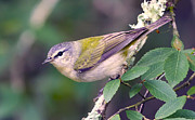 Tennessee Warbler #2 Photograph by Jim E Johnson