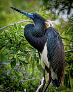 Tricolor Heron #1 Photograph by Marshall Hurley