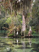 Weeki Wachee River #1 Photograph by Steven Sparks