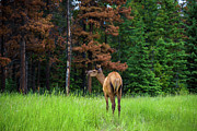 Young male  Elk in Banff National Park, Alberta, Canada #1 Photograph by Miroslav Liska