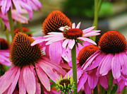 A Bee's Life Photograph by Rod Whyte