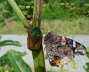 A Conspiracy - Caught in the Act Photograph by Richard Reeve