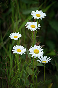 A Half Dozen Wild Daisies Photograph by Mary Lee Dereske