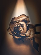 A Rose is Born Photograph by Onedayoneimage Photography
