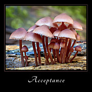 Acceptance 4 Photograph by Mary Jo Allen