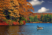 Afternoon Swim Photograph by Susan Candelario