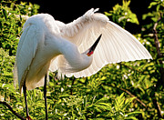 Almost Ready to Fly Photograph by Marshall Hurley