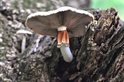 Amanita Photograph by Flees Photos