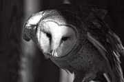 American Barn Owl Monochrome Photograph by Flees Photos
