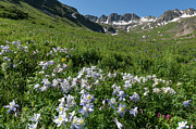 American Basin Blue Columbine Photograph by Cascade Colors