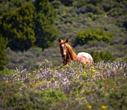 Wild Appaloosa Horse Peeking Through Wildflowers Photograph by Waterdancer