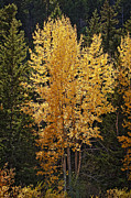 Aspen Gold Photograph by Kelley King