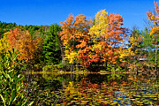 Tree Autumn - Fall Color Brant Lake NY Photograph by Louis Dallara