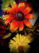 Autumn Flowers Photograph by William Norton