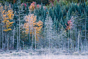 Autumn Frost Photograph by Jeff Sinon