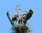 Back off Heron Photograph by Joni Eskridge