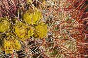 Barrel Cactus Flowers 3 Photograph by Kelley King