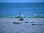 Beach Birds Photograph by Robert Newman