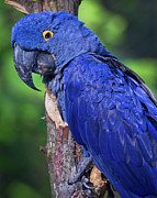 Big Blue Photograph by Marshall Hurley