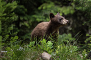 Black Bear Cub Photograph by Matt Halvorson
