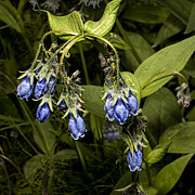 Blue Bells 2015 Photograph by Fred Denner