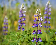 Blue Flowers Photograph by Kelley King