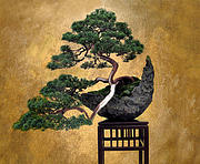 Bonsai 3 Photograph by Jessica Jenney