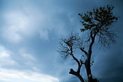 Branches of a tree silhouetted against a stormy sky Photograph by Sami Sarkis Photography
